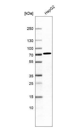 Western Blot: FLJ21963 Antibody [NBP2-30585] - Analysis in human cell line HepG2.