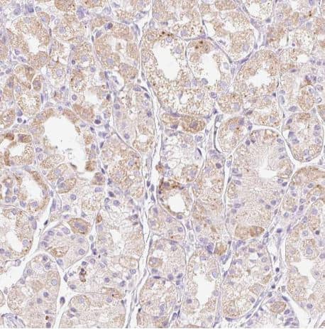 Immunohistochemistry-Paraffin: CLEC3A Antibody [NBP2-30595] -Staining of human stomach shows moderate cytoplasmic positivity in glandular cells.