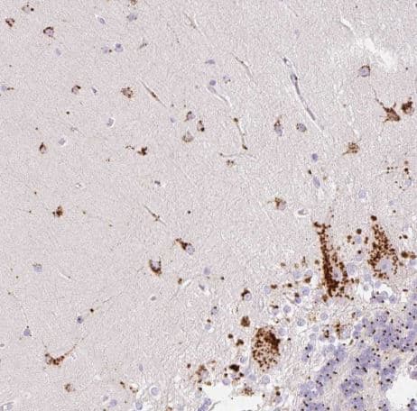 Immunohistochemistry-Paraffin: CLEC3A Antibody [NBP2-30595] -Staining of human cerebellum shows strong granular pattern cytoplasmic positivity in Purkinje cells.