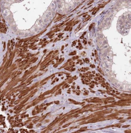Immunohistochemistry-Paraffin LIN37 Antibody - BSA Free