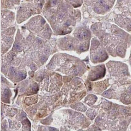 Immunohistochemistry-Paraffin RPL38 Antibody