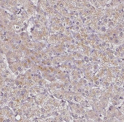 Immunohistochemistry-Paraffin RPL38 Antibody