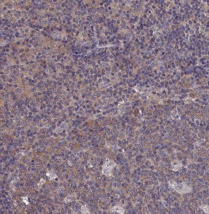 Immunohistochemistry-Paraffin PGPase Antibody - BSA Free