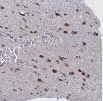 Immunohistochemistry-Paraffin PGPase Antibody - BSA Free