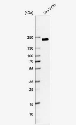 Western Blot: KIAA1211 Antibody [NBP2-30840] -Analysis in human cell line SH-SY5Y.