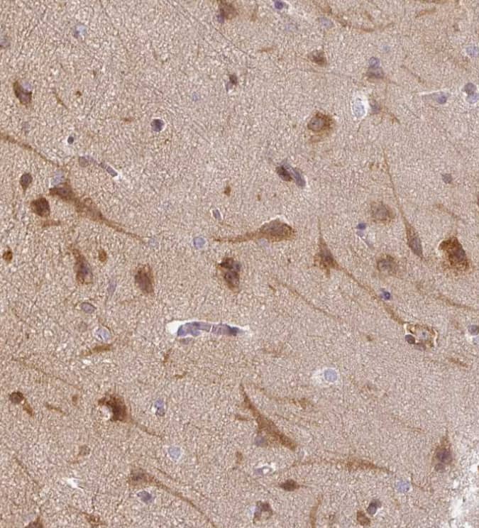 Immunohistochemistry-Paraffin Agpat4 Antibody - BSA Free