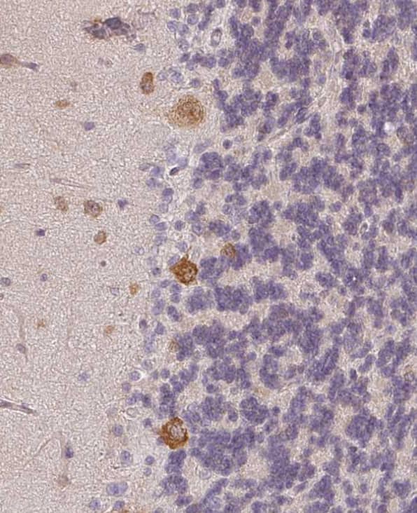 Immunohistochemistry-Paraffin Agpat4 Antibody - BSA Free