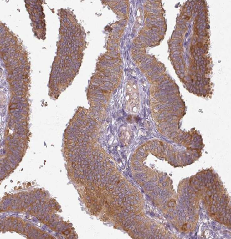 Immunohistochemistry-Paraffin Agpat4 Antibody - BSA Free