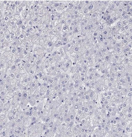 Fer-1-like protein 6 Antibody [NBP2-31004] -Staining of human liver shows no positivity in hepatocytes as expected.