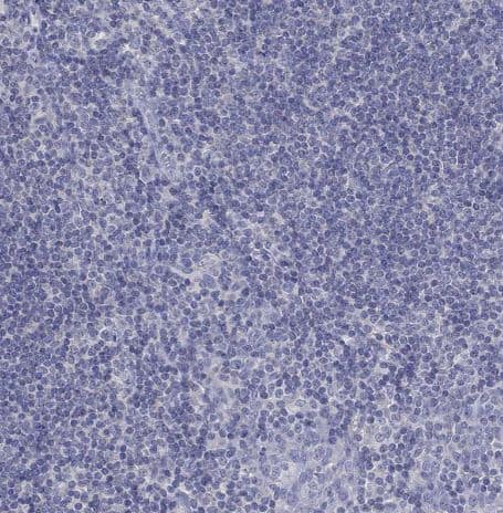 Fer-1-like protein 6 Antibody [NBP2-31004] -Staining of human tonsil shows no positivity in non-germinal center cells as expected.