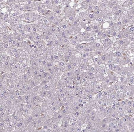 Immunohistochemistry-Paraffin: GLTP Antibody [NBP2-31642] -Staining of human liver shows no cytoplasmic positivity in hepatocytes as expected.