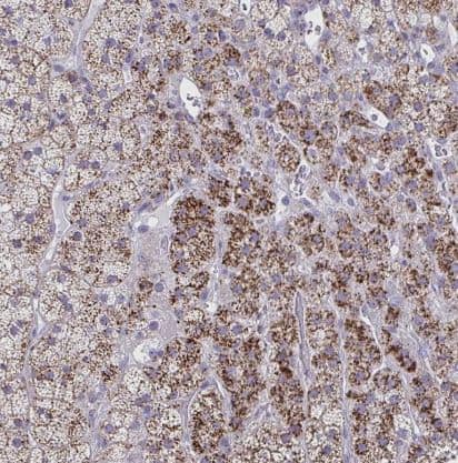 Immunohistochemistry-Paraffin NGL-3/LRRC4B/LRCH4B Antibody - BSA Free