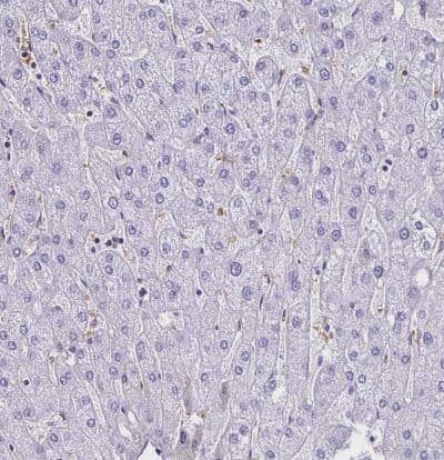Immunohistochemistry-Paraffin: RHBDL3 Antibody [NBP2-31783] -Staining of human liver shows no positivity in hepatocytes as expected.