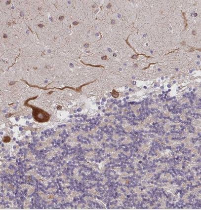 Immunohistochemistry-Paraffin: NAALADase-2/NAALAD2 Antibody [NBP2-31840] - Staining of human cerebellum shows strong cytoplasmic positivity in Purkinje cells.