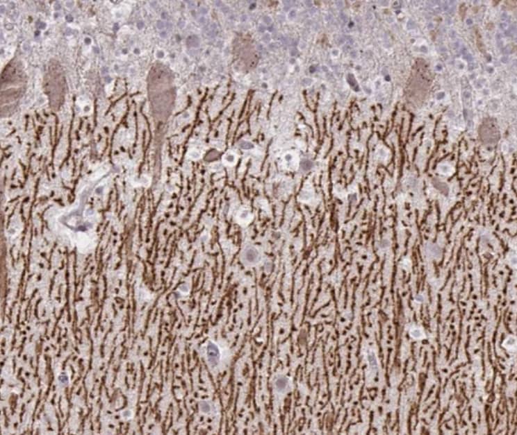  staining of human cerebellum shows moderate positivity in neuronal processes in neuropil.