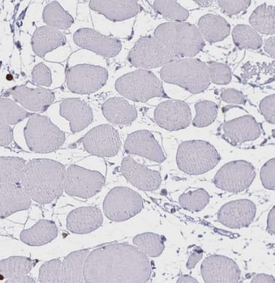 Immunohistochemistry-Paraffin: ULBP-3 Antibody [NBP2-31866] - Staining of human skeletal muscle shows no positivity in myocytes as expected.