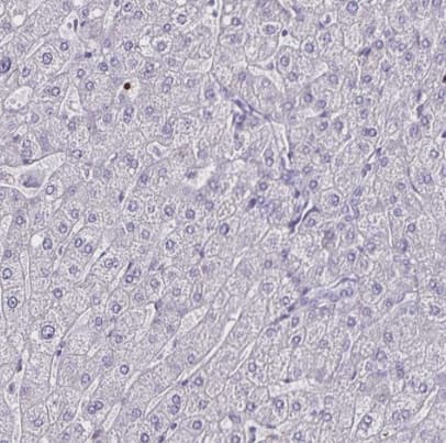 Immunohistochemistry-Paraffin: ULBP-3 Antibody [NBP2-31866] - Staining of human liver shows no positivity in hepatocytes as expected.