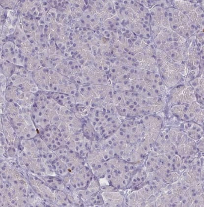 Immunohistochemistry-Paraffin: ULBP-3 Antibody [NBP2-31866] - Staining of human pancreas shows no positivity in exocrine glandular cells as expected.