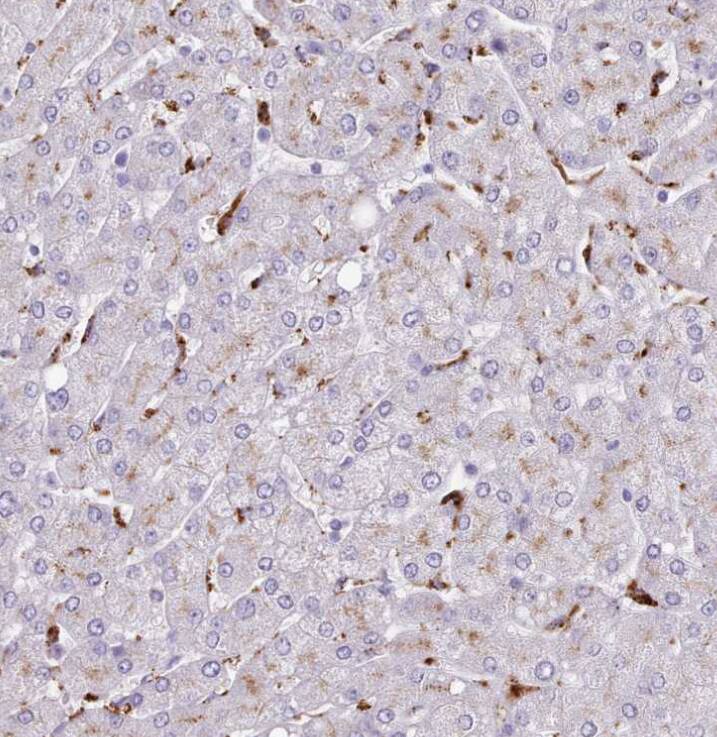  Staining of human liver shows strong granular cytoplasmic positivity in Kupffer cells.