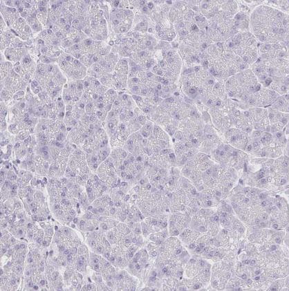 Immunohistochemistry-Paraffin: VGLL1 Antibody [NBP2-31921] - Staining of human pancreas shows no positivity in exocrine glandular cells as expected.