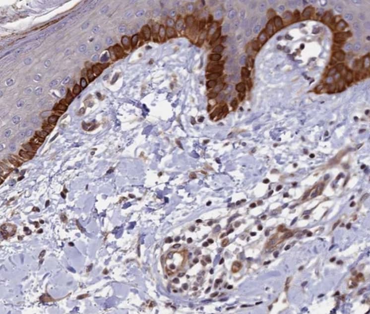 Immunohistochemistry-Paraffin SP4 Antibody - BSA Free