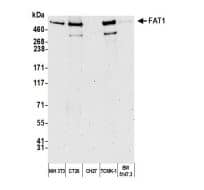 Western Blot: FAT1 Antibody [NBP2-32274] - Wholecell lysate (2 ug) from NIH 3T3, CT26, CH27, TCMK-1, andBW5147.3 cells prepared using NETN lysis buffer.Antibodies: Affinity purified rabbit anti-FAT1 antibody used for WB at 0.04 ug/ml. Detection:Chemiluminescence with an exposure time of 75 seconds.