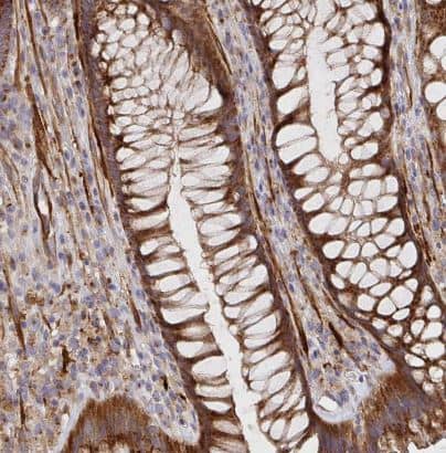 Immunohistochemistry-Paraffin TM9SF4 Antibody - BSA Free