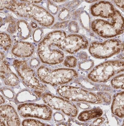 Immunohistochemistry-Paraffin: TM9SF4 Antibody [NBP2-32382] -Staining of human kidney shows strong cytoplasmic granular positivity in cells in tubules.