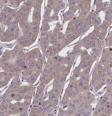 Immunohistochemistry-Paraffin: Wnt-9b Antibody [NBP2-32479] -Staining of human parathyroid gland shows moderate cytoplasmic positivity in glandular cells.