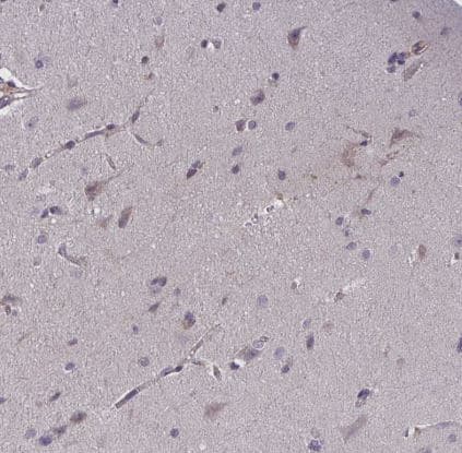 Immunohistochemistry-Paraffin: Wnt-9b Antibody [NBP2-32479] -Staining of human cerebral cortex shows weak cytoplasmic positivity in neuronal cells.