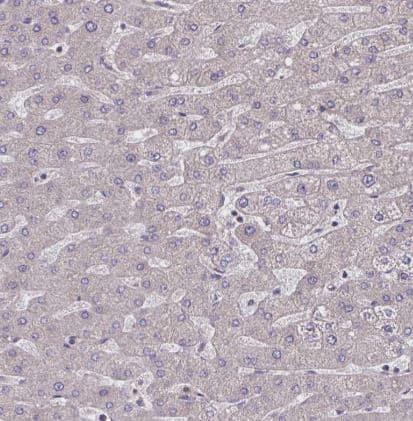 Immunohistochemistry-Paraffin: Wnt-9b Antibody [NBP2-32479] -Staining of human liver shows no positivity in hepatocytes as expected.