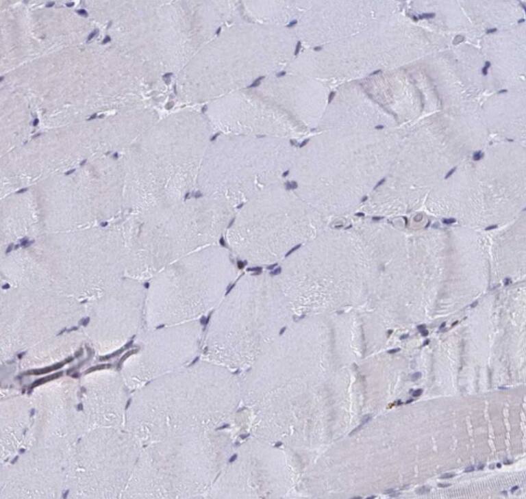 Immunohistochemistry-Paraffin C15orf41 Antibody - BSA Free