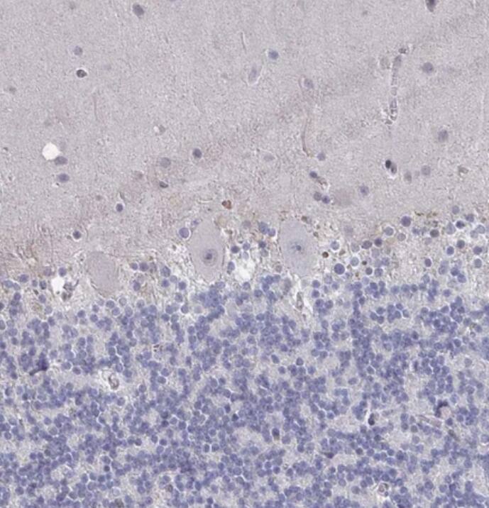 Immunohistochemistry-Paraffin C15orf41 Antibody - BSA Free