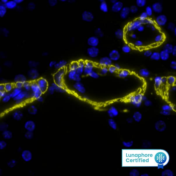 SMA Antibody was detected in immersion fixed paraffin-embedded sections of mouse Lung using Mouse Anti-Human/Mouse SMA, Monoclonal Antibody (Catalog #NBP2-33006) at 0.25ug/mL at 37 ° Celsius for 2 minutes. Before incubation with the primary antibody, tissue underwent an all-in-one dewaxing and antigen retrieval preprocessing using PreTreatment Module (PT Module) and Dewax and HIER Buffer H (pH 9; Epredia Catalog # TA-999-DHBH). Tissue was stained using the Alexa Fluor™ 555 Goat anti-Mouse IgG Secondary Antibody at 1:100 at 37 ° Celsius for 2 minutes. (Yellow; Lunaphore Catalog # DR555MS) and counterstained with DAPI (blue; Lunaphore Catalog # DR100). Specific staining was localized to the cytoplasm. Protocol available in COMET™ Panel Builder.