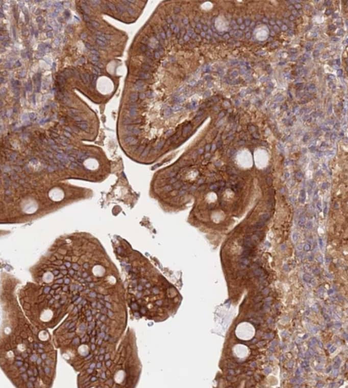 Staining of human duodenum shows strong cytoplasmic-membranous positivity in glandular cells.