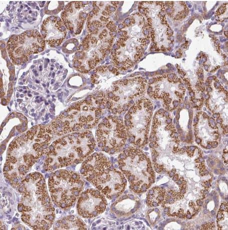 Staining of human kidney shows strong granular cytoplasmic positivity in cells in tubules.