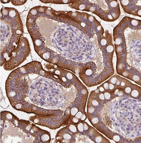 Staining of human small intestine shows strong cytoplasmic positivity in glandular cells. 