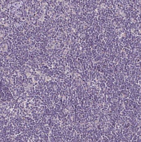 Staining of human lymph node shows no positivity in non-germinal center cells as expected.