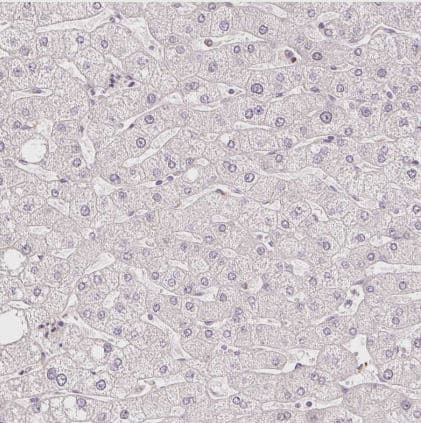 Immunohistochemistry-Paraffin: ABHD11 Antibody [NBP2-33574] -Staining of human liver shows no positivity in hepatocytes as expected.