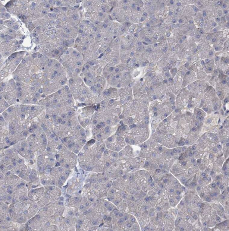 Staining of human pancreas shows no positivity in exocrine glandular cells as expected.