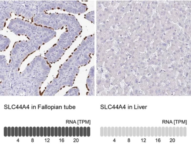 Analysis in human fallopian tube and liver tissues using NBP2-33707 antibody. Corresponding SLC44A4 RNA-seq data are presented for the same tissues.