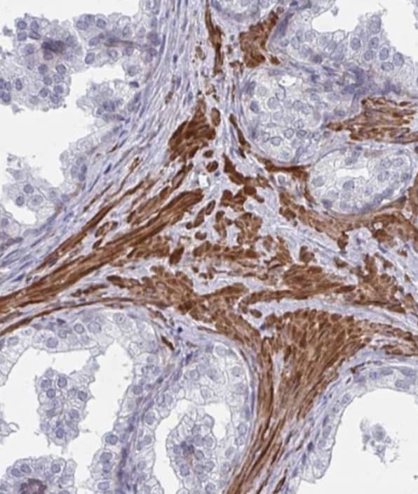 Immunohistochemistry-Paraffin NEURL4 Antibody - BSA Free