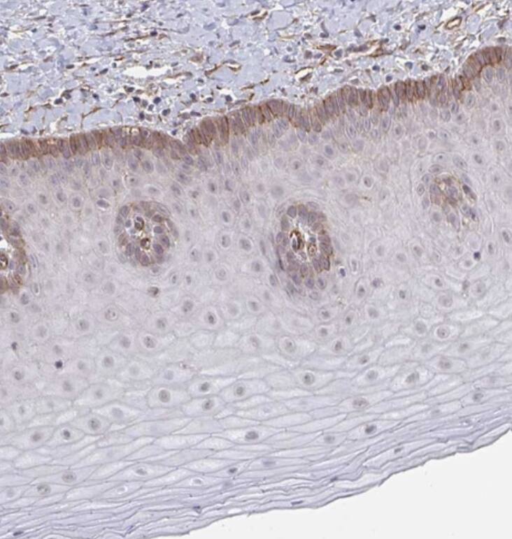 Immunohistochemistry-Paraffin NEURL4 Antibody - BSA Free