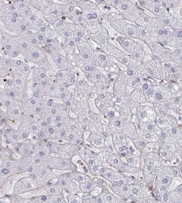 Immunohistochemistry-Paraffin NEURL4 Antibody - BSA Free