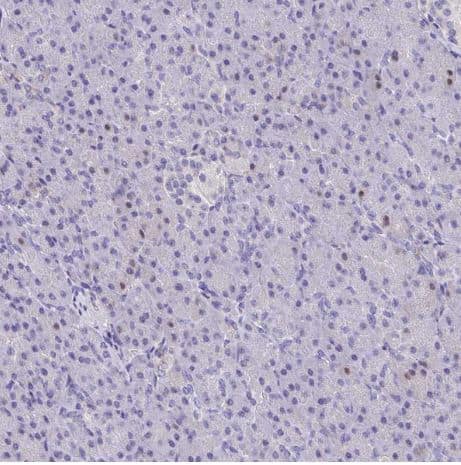 Immunohistochemistry-Paraffin: Fc gamma RIIIA/CD16a Antibody [NBP2-33753] -Staining of human pancreas shows no positivity in exocrine glandular cells as expected.