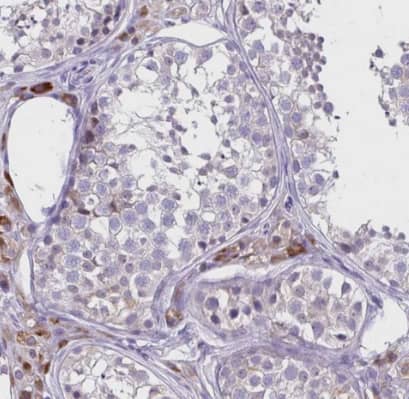 Immunohistochemistry-Paraffin: HOXB4 Antibody [NBP2-33833] -Staining of human testis shows moderate cytoplasmic positivity in Leydig cells.