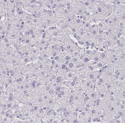 Immunohistochemistry-Paraffin: HOXB4 Antibody [NBP2-33833] -  Staining of human liver shows no positivity in hepatocytes.