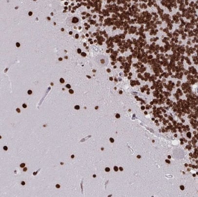 Staining of human cerebellum shows strong nuclear positivity in cells in granular layer and cells in molecular layer.