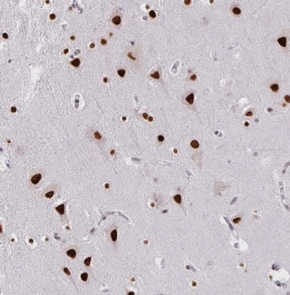 Staining of human cerebral cortex shows strong nuclear positivity in neuronal cells.