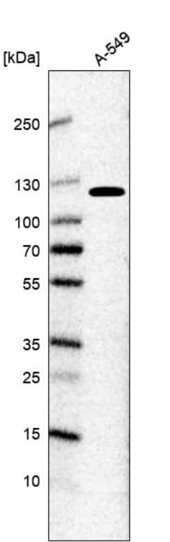 Analysis in human cell line A-549.